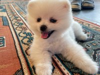 Pomeranian 2 Aylık