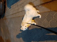 8 aylık erkek samoyed