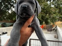 Şampiyon torunu Cane corso yavrularım