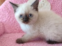 2 buçuk aylık british shorthair