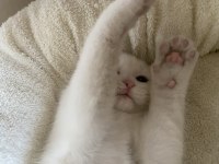 Beyaz scottish fold