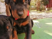 A şecereli anne ve babadan doberman yavrularımız