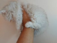 Güzelleri güzeli saf bebek british longhair