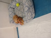 Maltipoo dişi