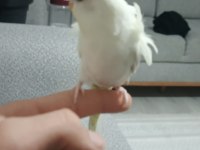 Erkek Japonyada muhabbet kuşu yavrumuz 1.5 aylık