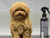 KORE ERKEK BEBEK YÜZLÜ POODLE YAVRUMUZ