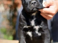 Cane Corso bebekler sağlık ve ırk garantili teslim