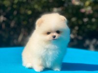 Pomeranian boo yavrularımız