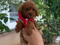 TOY POODLE ANNE ALTINDAN