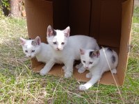 KEDİLERİN SON 1 AYLARI SONRASI YOK