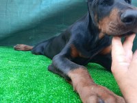 Irk garantili A şecere doberman yavrular