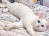 British shorthair sevimli cana yakın uysal