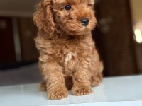 2 aylık Maltipoo yavrular