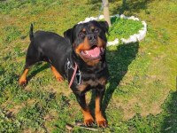 SCR ve üretim izinli dişi rottweiler