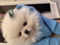Orjinal pomeranian boo garantili