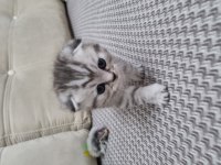 Scottish Fold Silver Tabby
