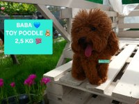 SAĞLIK VE IRK GARANTİLİ OYUNCAK BOY POODLE YAVRULARIM