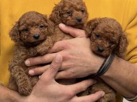 Toy poodle yavrularımız