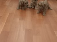 Irk Ve Sağlık Garantili Toy Poodle Yavrular