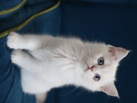 Safkan British Shorthair Kardeşler