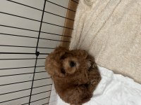 Yavru 3,5 Aylık Poodle