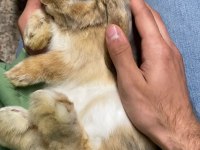 VETERİNERDEN SAFKAN MİNİ LOP TAVŞAN YAVRU GÖNDERİM VAR