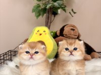 Golden British Shorthair