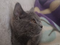 Gri dişi british shorthair