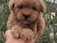 Kore Toy Poodle Yavrular
