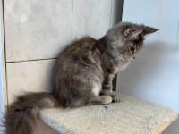 Renk güzeli maine coon
