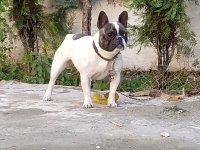 1.5 yaşında sağlıklı ve bakımlı dişi french bulldog