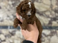 RED BROWN BE COLOR ERKEK POODLE