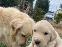 Baby face orijinal golden retriever yavrular