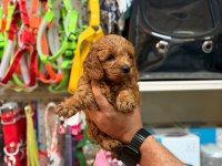 Toy Poodle Yavrularımız