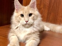 DEV Kediler Maine Coon üst kalite