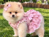 Ayı surat pomeranian boo bebeklerimiz