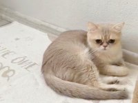 British Shorthair Cy 11