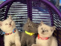 Safkan British Shorthair Yavrular