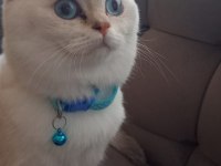 Acil bursa golden british shorthair erkek yavrular