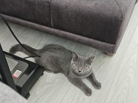Ücretsiz Kedimizi Sahiplendirme Eşya Alım Şartlı