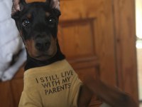 Üst Kalite Doberman Bebekler