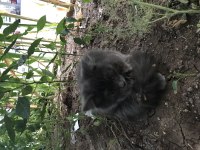 3 AYLIK YAVRU KEDİYE KALICI YUVA ARAYIŞIMIZ VARDIR