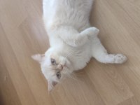 1 yaşında dişi ve çipli exotic shorthair