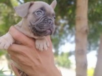 BLUE FAWN FRENCH BULLDOG
