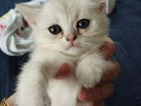 TÜRKİYEDE OLMAYAN CİNS BRİTİSH SHORTHAİR