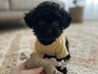 Toy poodle minik köpekler