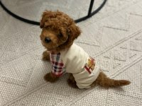 Orijinal toy poodle bebekler
