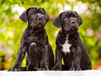 Ev ve bahçeniz için cane corso kapıda ödeme mevcuttur