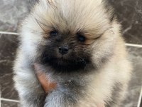 Teacup pomeranian