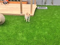 Pomeranian spitz
